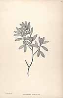  no thumbnail available