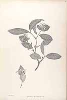  no thumbnail available