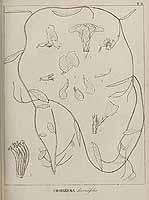  no thumbnail available