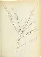  no thumbnail available