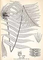  no thumbnail available