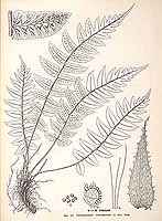  no thumbnail available